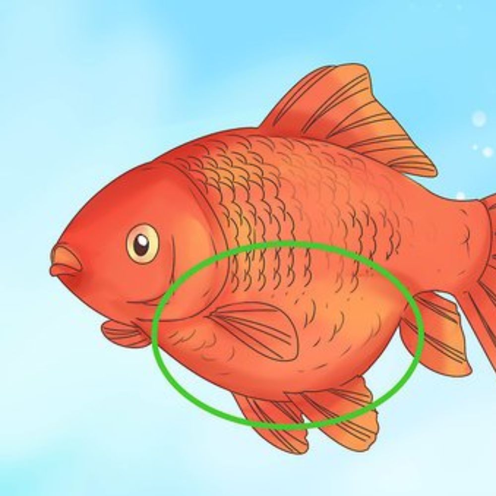 How to Treat Dropsy in Aquarium Fish: A Complete Guide