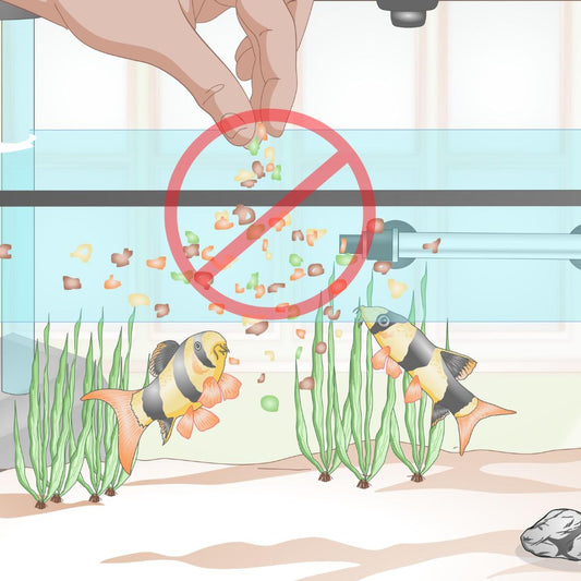 মাছকে অতিরিক্ত খাবার খাওয়ানো কেন আপনার মাছ এবং অ্যাকোয়ারিয়ামের জন্য ক্ষতিকর