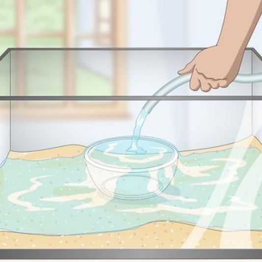 নতুনদের জন্য গাইড: আপনার প্রথম অ্যাকুরিয়াম ট্যাংক সেটআপ করার পূর্ণাঙ্গ নির্দেশিকা