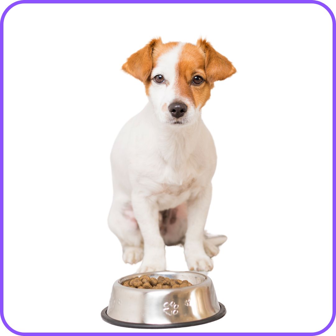 Dog & Puppy Food