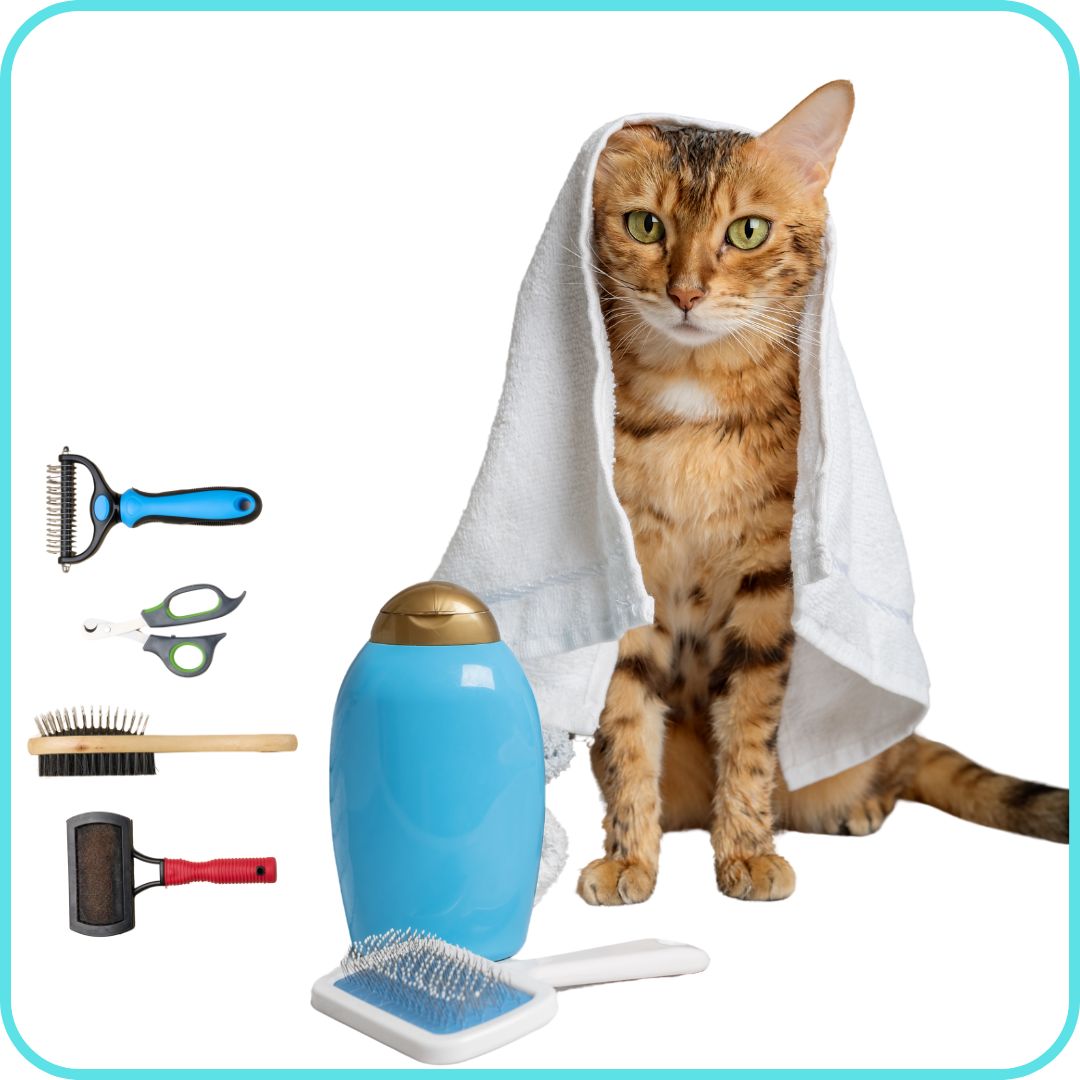Cat Care