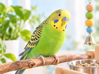 Bird Care Guide
