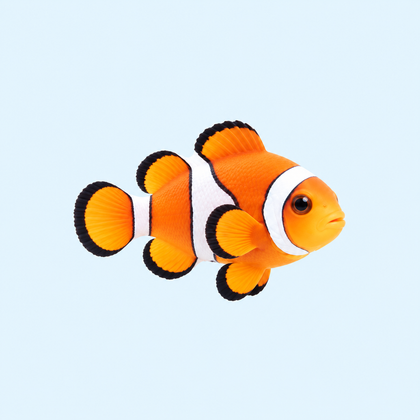 Fish & Aquarium