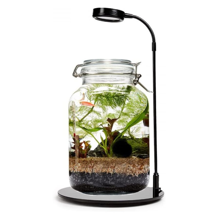 Terrarium LED Lamp with Black Round Acrylic Base 5 W