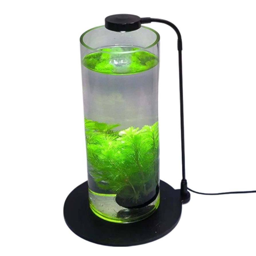 Terrarium LED Lamp with Black Round Acrylic Base 5 W